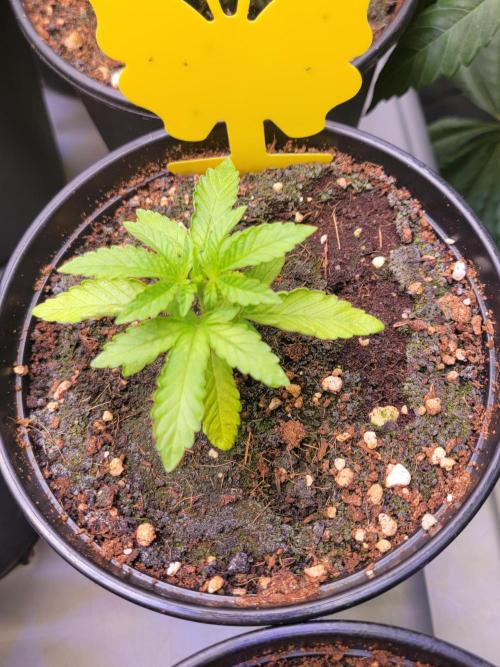 Blue Joker - VibeZero Genetics. Week 3