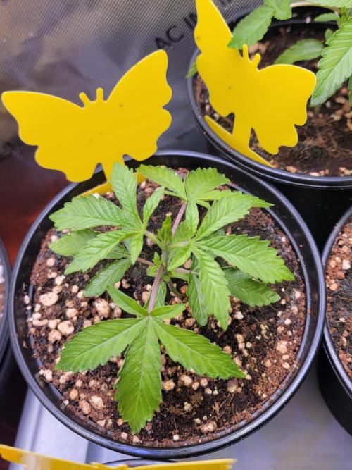 Blue Joker - VibeZero Genetics. Week 3
