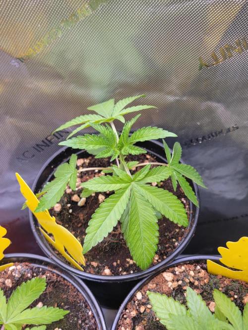 Blue Joker - VibeZero Genetics. Week 3