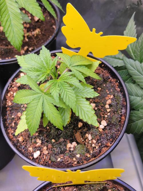 Blue Joker - VibeZero Genetics. Week 3