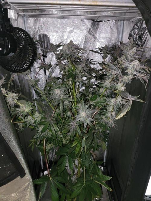 Gelato Hunt. Week 13