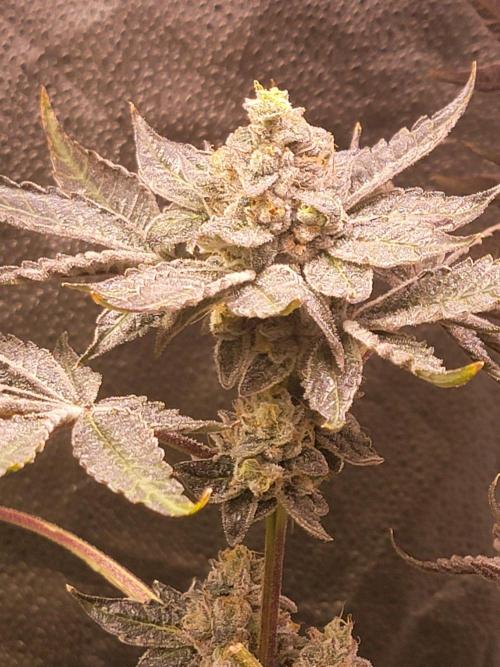 Gelato Hunt. Week 13