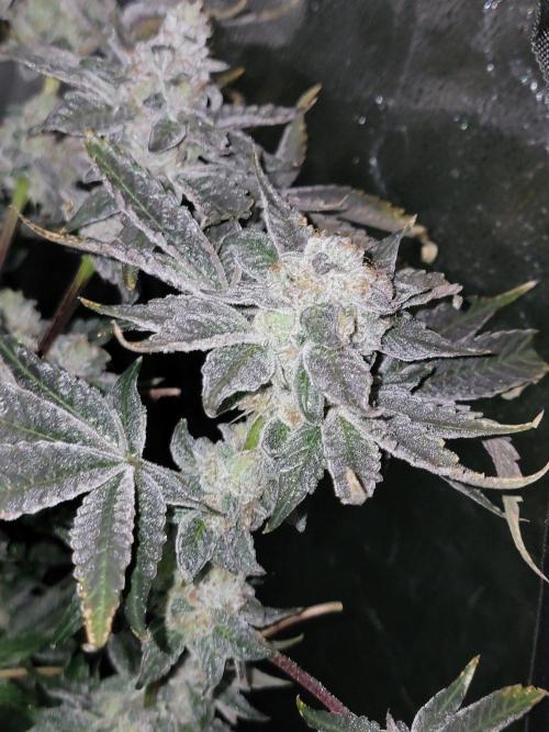 Gelato Hunt. Week 13