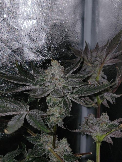 Gelato Hunt. Week 13