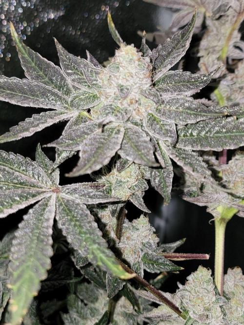 Gelato Hunt. Week 13