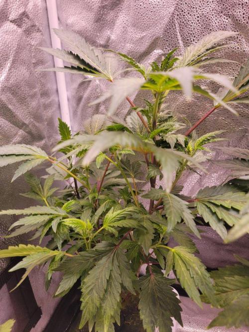 Nitrous Oxide #3 The Reveg. Week 8