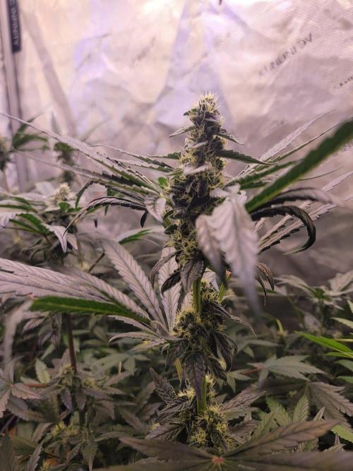 Blue Joker - VibeZero Genetics. Week 7