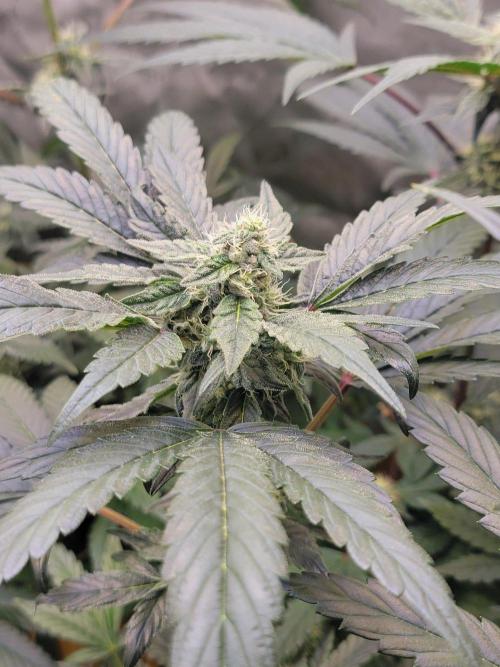 Blue Joker - VibeZero Genetics. Week 7