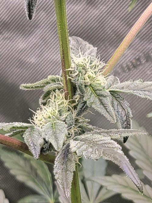 Blue Joker - VibeZero Genetics. Week 7