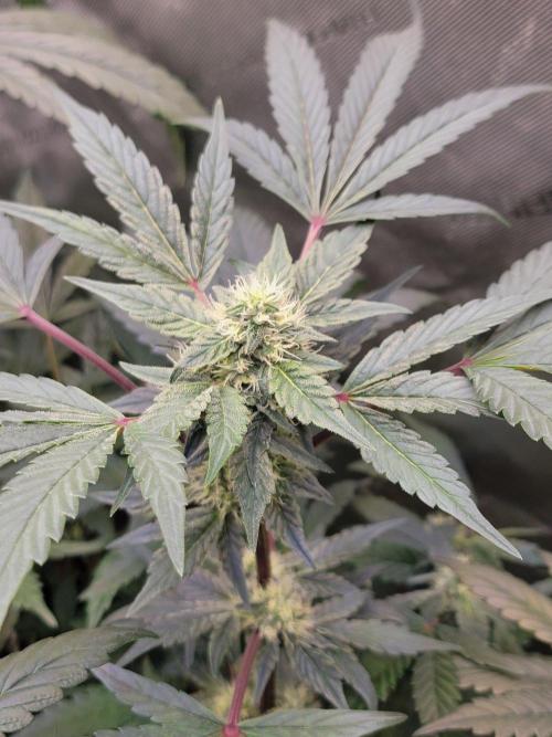 Blue Joker - VibeZero Genetics. Week 7