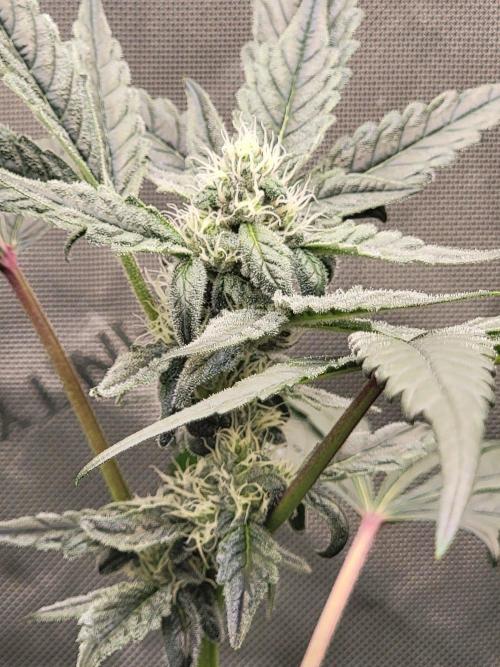 Blue Joker - VibeZero Genetics. Week 7