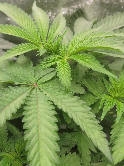 Biofilm - VibeZero Genetics. Week 5