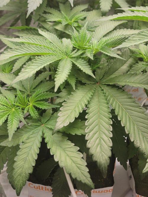 Biofilm - VibeZero Genetics. Week 5