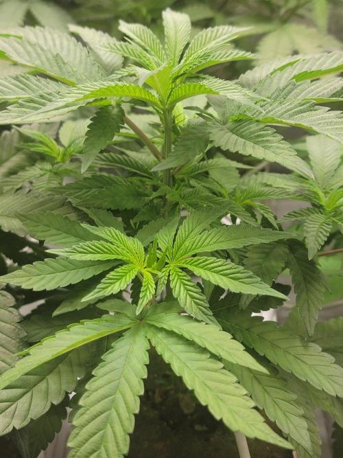 Biofilm - VibeZero Genetics. Week 5