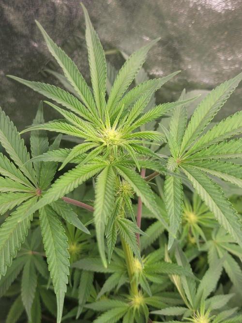 Biofilm - VibeZero Genetics. Week 7