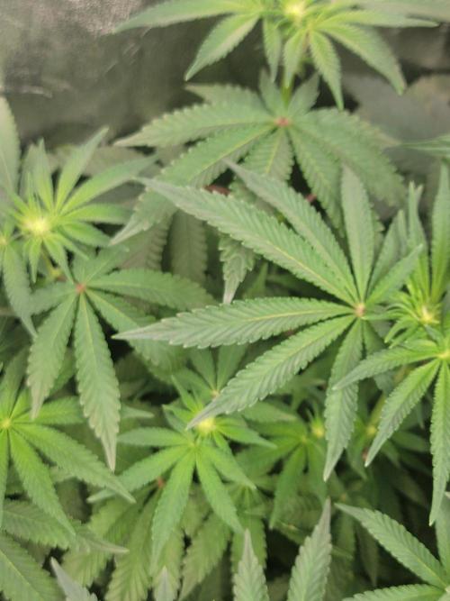 Biofilm - VibeZero Genetics. Week 7