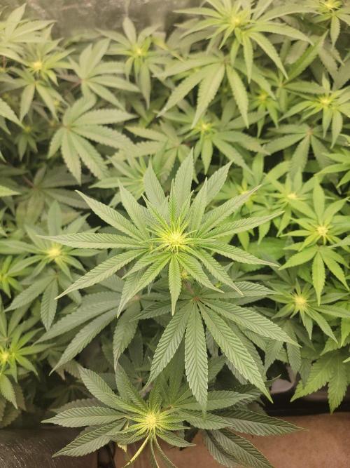 Biofilm - VibeZero Genetics. Week 7