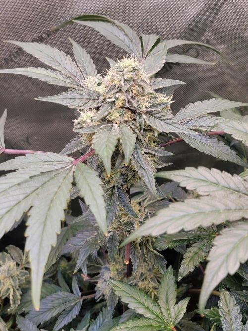Blue Joker - VibeZero Genetics. Week 9