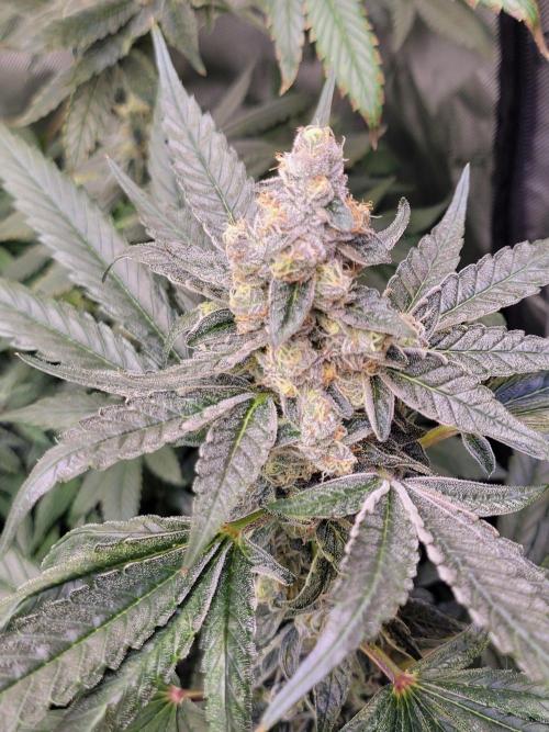 Blue Joker - VibeZero Genetics. Week 9
