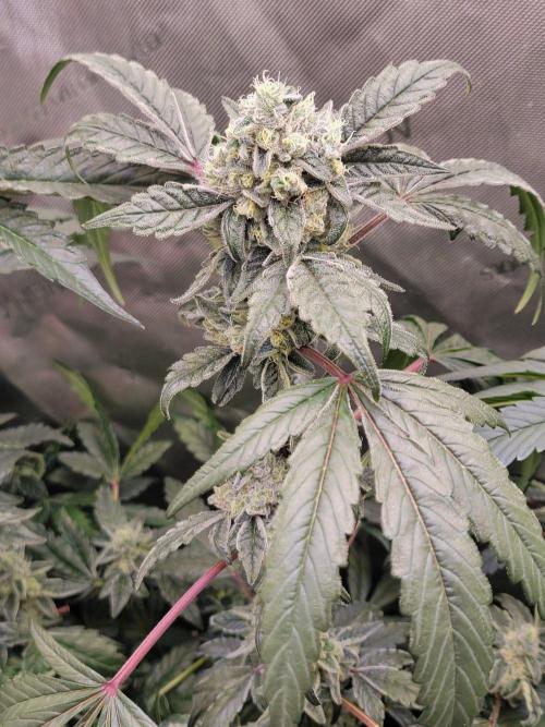 Blue Joker - VibeZero Genetics. Week 9