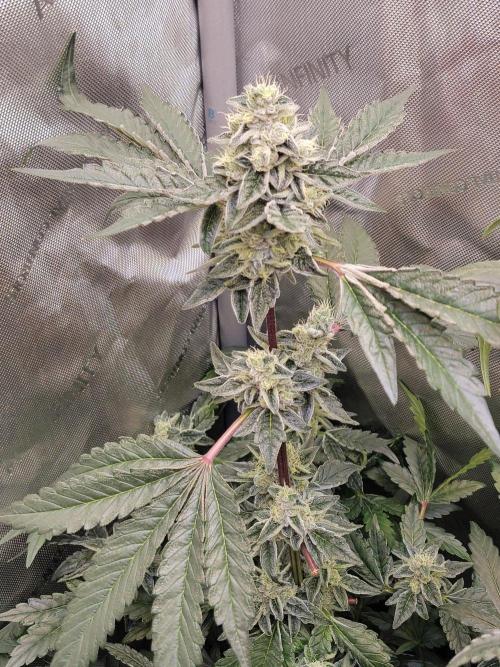 Blue Joker - VibeZero Genetics. Week 9