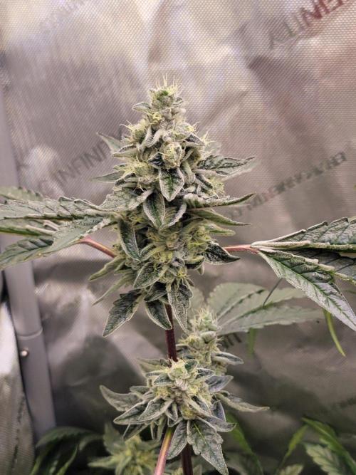 Blue Joker - VibeZero Genetics. Week 9