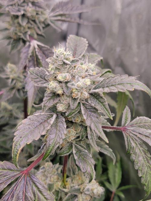 Blue Joker - VibeZero Genetics. Week 10