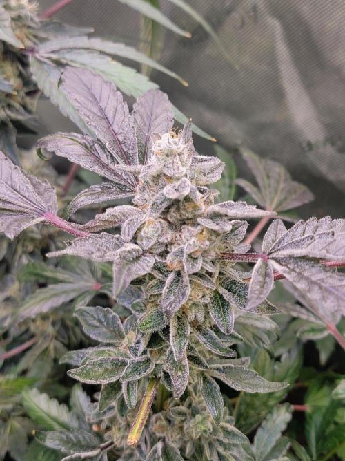 Blue Joker - VibeZero Genetics. Week 10