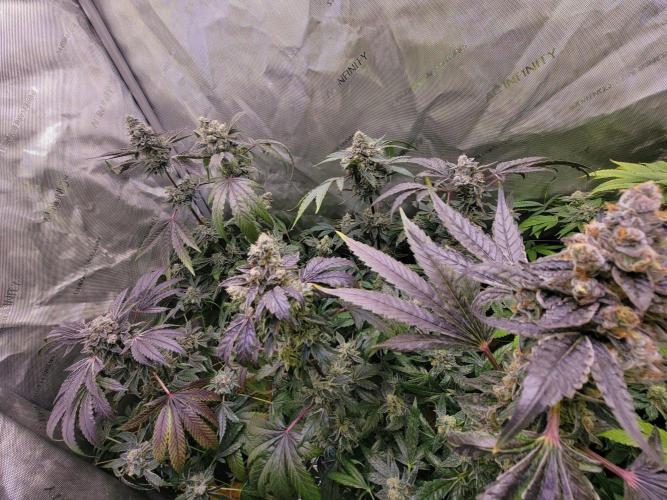 Blue Joker - VibeZero Genetics. Week 10