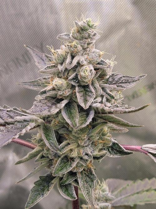 Blue Joker - VibeZero Genetics. Week 10