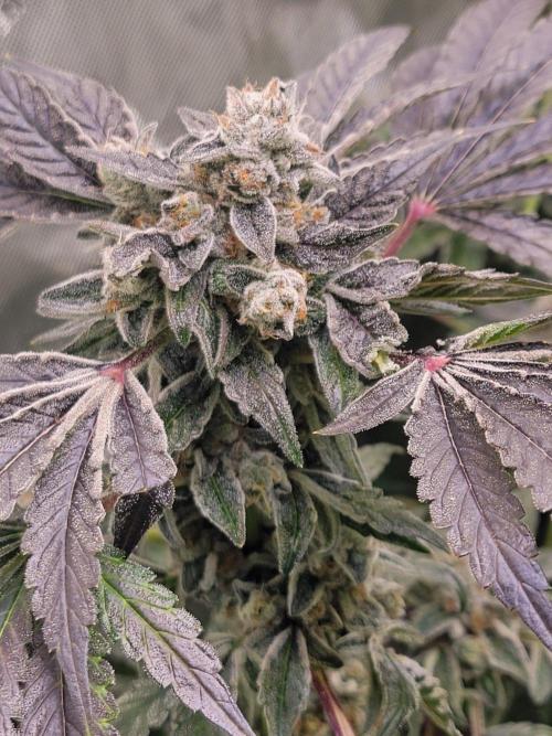 Blue Joker - VibeZero Genetics. Week 10