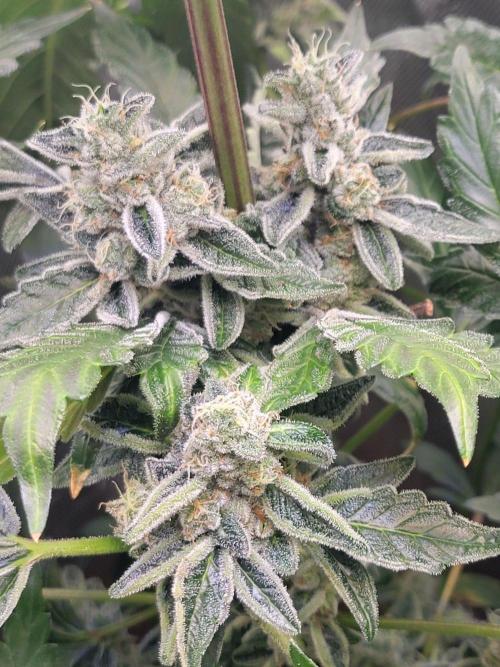 Blue Joker - VibeZero Genetics. Week 10