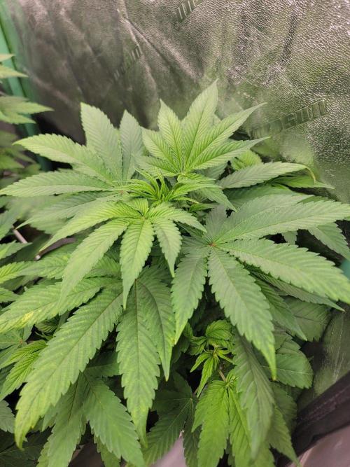 Krazy Fruit - VibeZero Genetics. Week 5