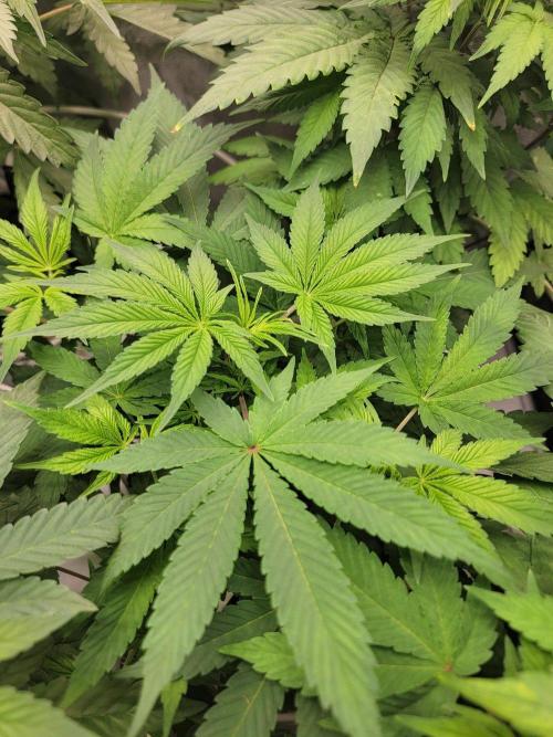 Krazy Fruit - VibeZero Genetics. Week 5