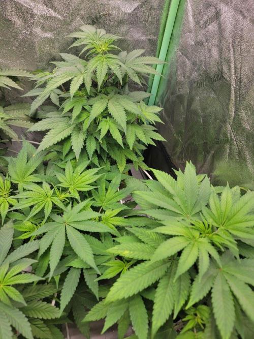 Krazy Fruit - VibeZero Genetics. Week 5
