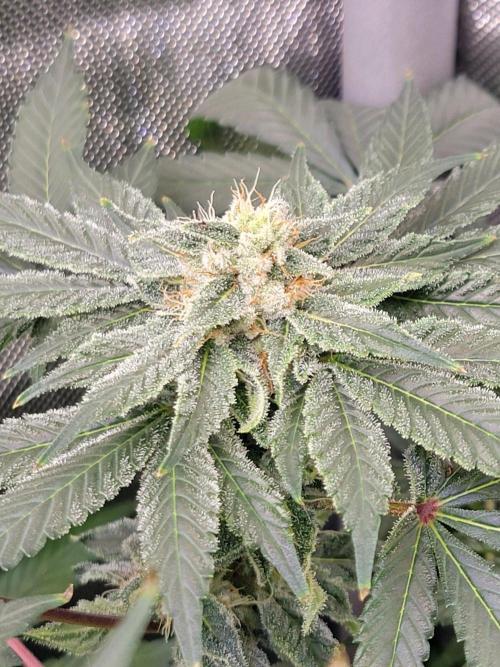 Krazy Fruit - VibeZero Genetics. Week 10
