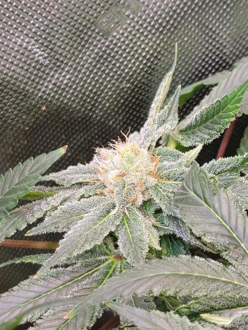 Krazy Fruit - VibeZero Genetics. Week 10