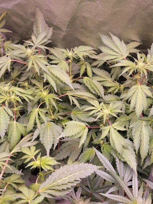 Nitrous Oxide #3 The Reveg. Week 9