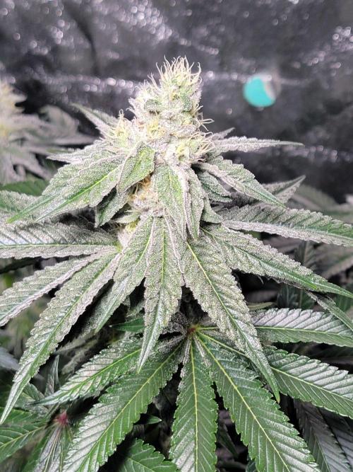Biofilm - VibeZero Genetics. Week 9