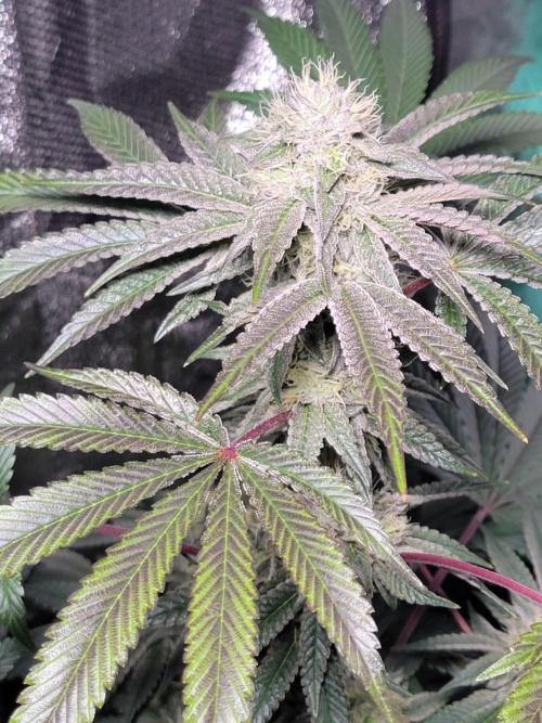 Biofilm - VibeZero Genetics. Week 9