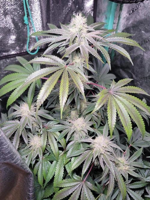 Biofilm - VibeZero Genetics. Week 9