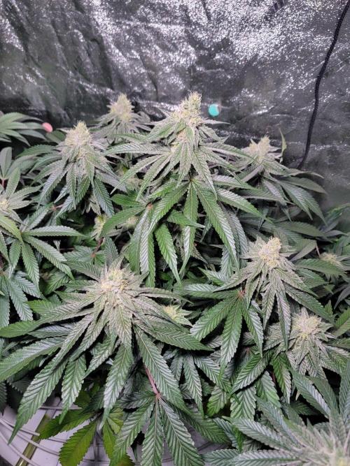 Biofilm - VibeZero Genetics. Week 9