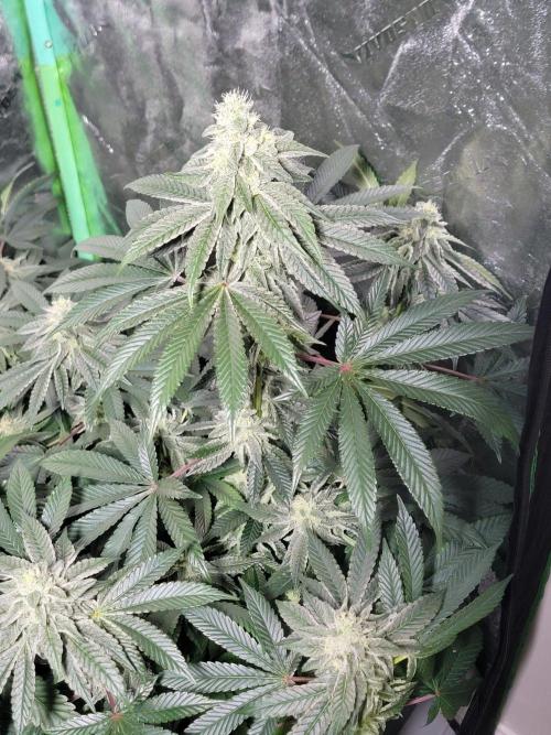 Biofilm - VibeZero Genetics. Week 9