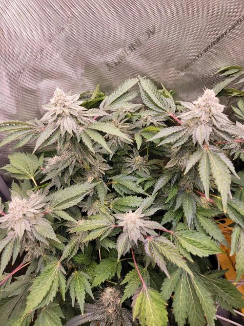 Nitrous Oxide #3 The Reveg. Week 11