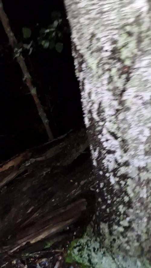 Guerilla grow at 60° northern latitude