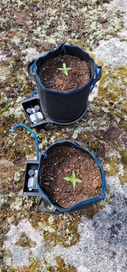 Cannabis in Hyperborea. Week 3