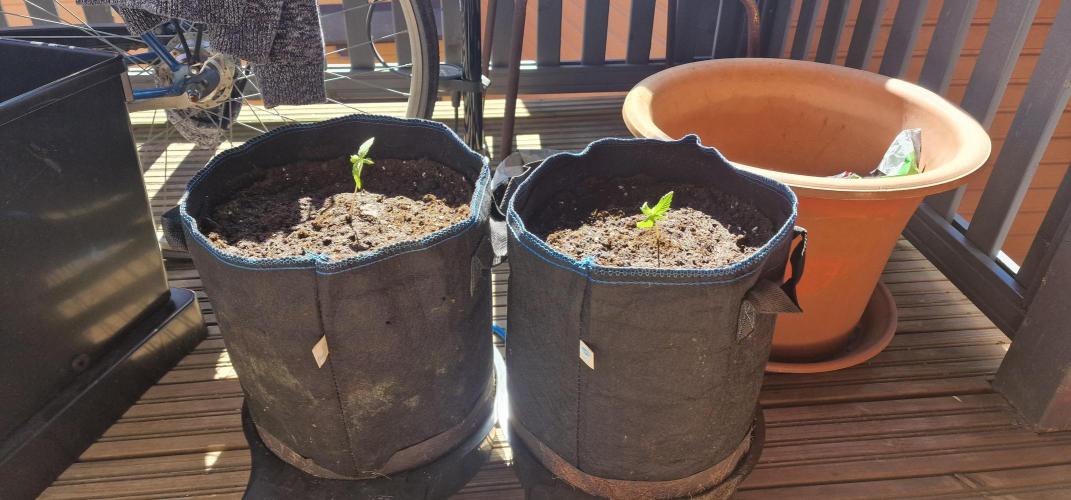 Cannabis in Hyperborea. Week 2