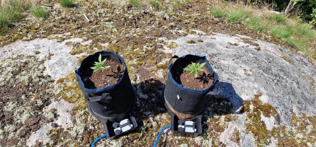 Cannabis in Hyperborea. Week 3