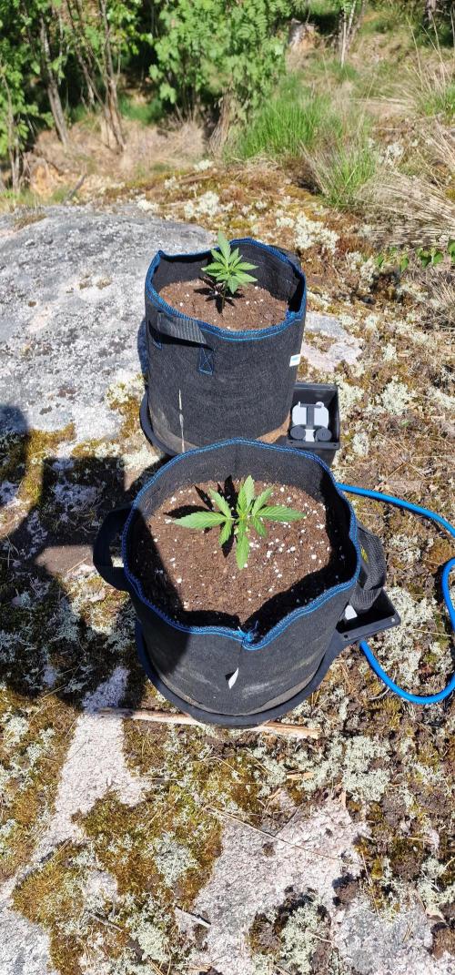 Lafanta light auto. Week 3