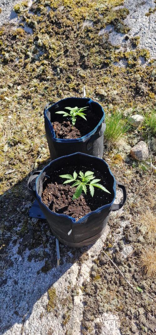 Cannabis in Hyperborea. Week 4